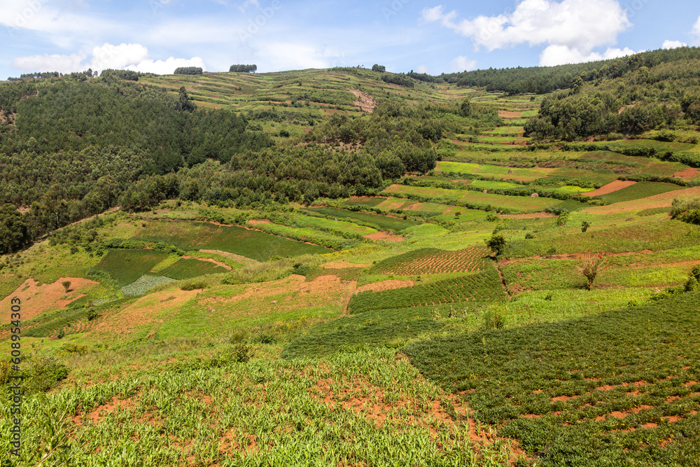 Lush landscape near Kabale, Uganda