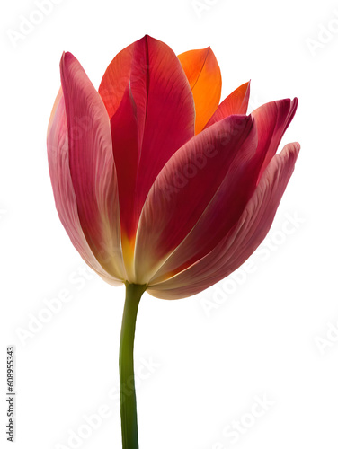 red tulip isolated on transparent background, Generative AI