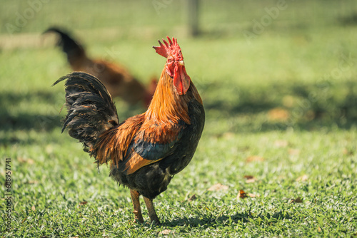 majestic rooster on a sunny green field