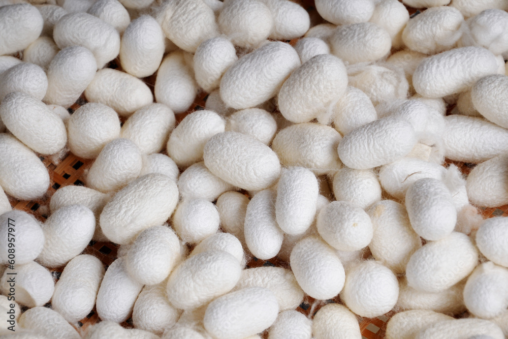 Close up of bombyx morin, white silk worms cocoons harvest, China