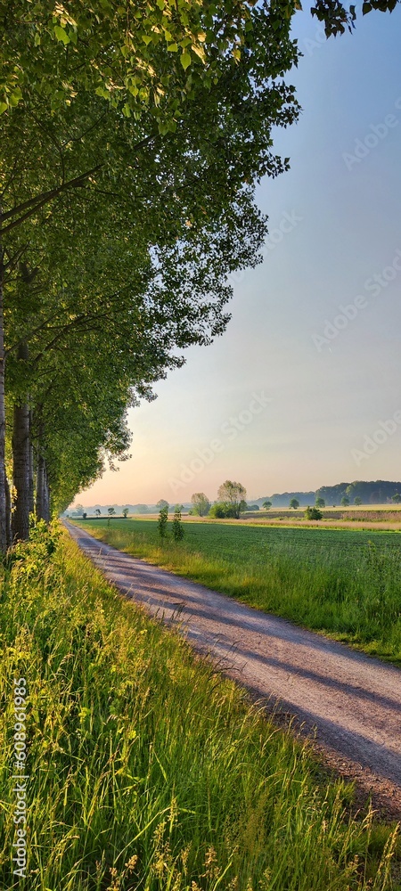 road in the forest