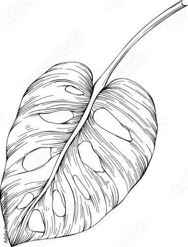 Monstera ink isolated on white. Hand drawn thin lines leaf vintage illustration.