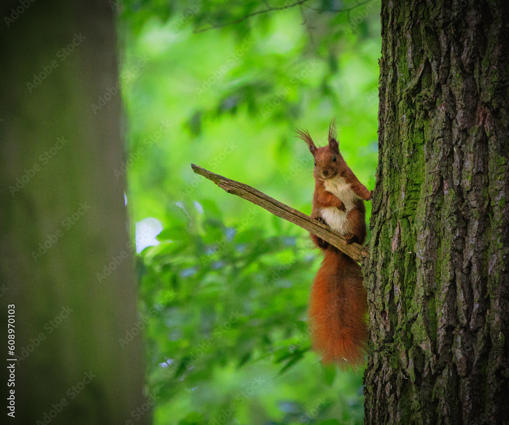 Squirrel at a tree looking around