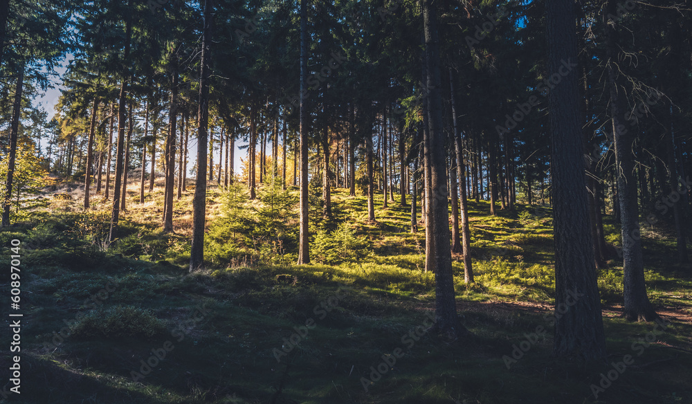 woods forest in good light