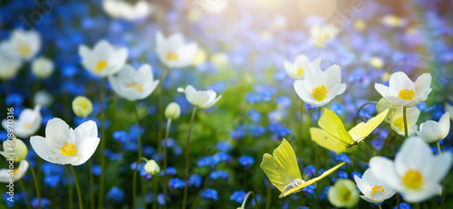 Forest glade with lots of white and blue spring flowers and butterflies on a sunny day