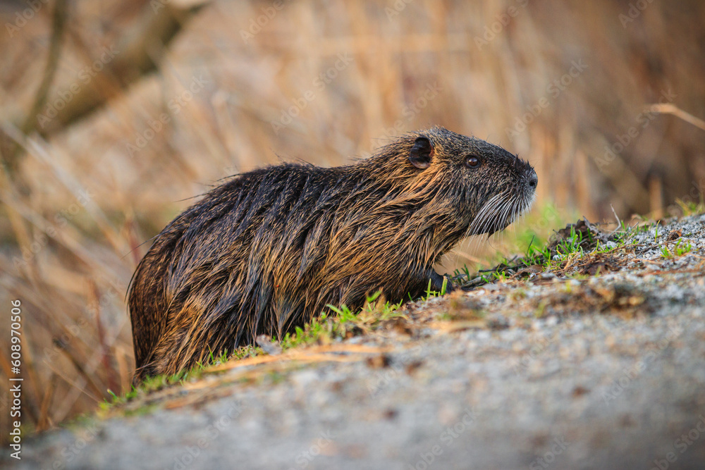 Nutria, Biberratte, Coypu, Myocastor coypus, rat, Nutria, Biberratte, Coypu, Myocastor coypus, rat,