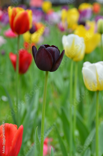 Dark purple tulip 'Queen of the Night ' growing on the flowerbed among yellow and red blooming tulips