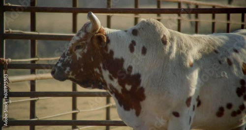 Bull turns his head in metal chute in rural Texas farm. photo