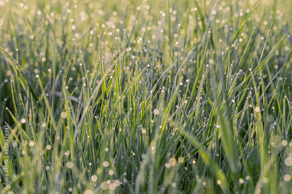 summer background of a meadow with fresh green grass summer background of a meadow with fresh green grass