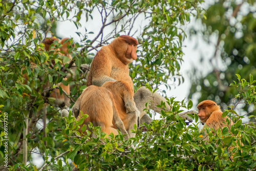 Proboscis monkey in the jungle of Borneo © Daniel Jara