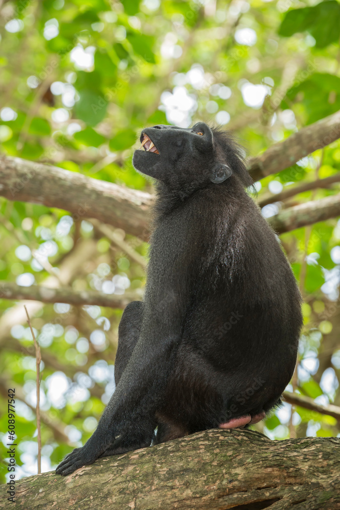 Celebes crested macaque (Macaca nigra) in the wild