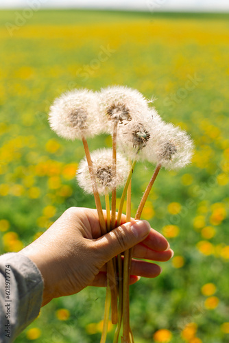 a few plucked dandelions in hand, close-up. On a sunny summer day. On the background of a clearing with yellow flowers