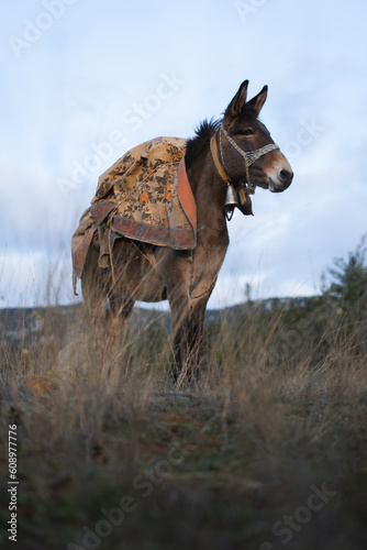 horse in a meadow © Sakis Pallas