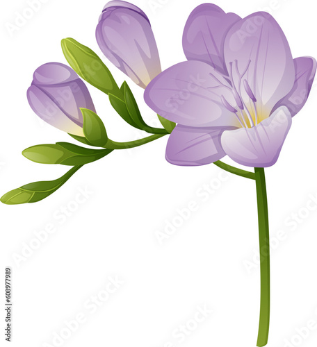 Beautiful purple freesia flower on an isolated background. Design element for wedding invitations, cards. Vintage Floral of Blooming Freesia