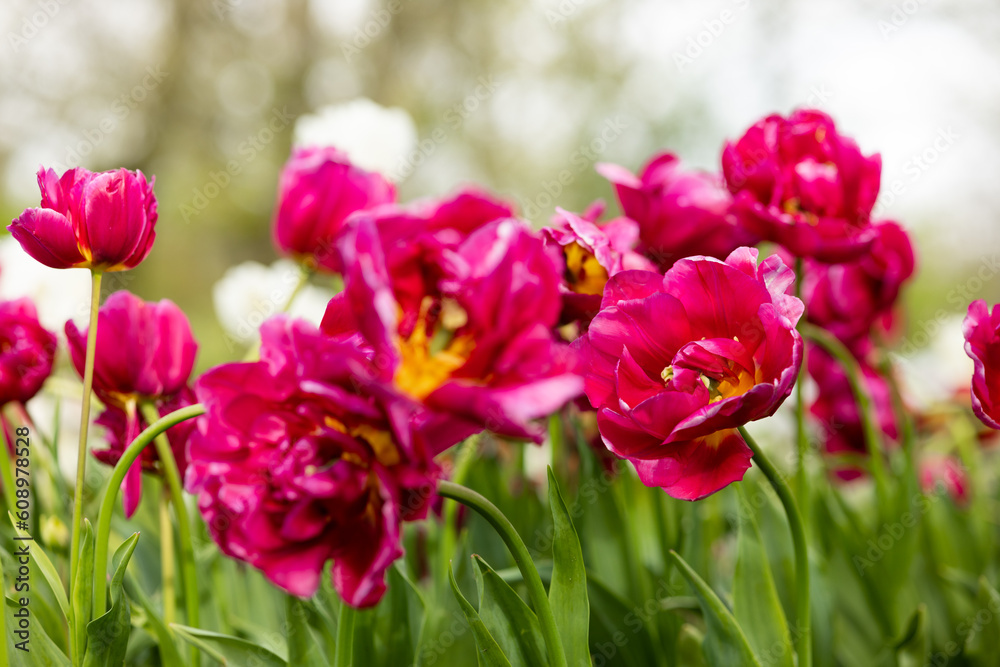 Wide-open flowers of bright red peony - shaped tulips in a flower bed in the Netherlands Wide-open flowers of bright red peony - shaped tulips in a flower bed in the Netherlands