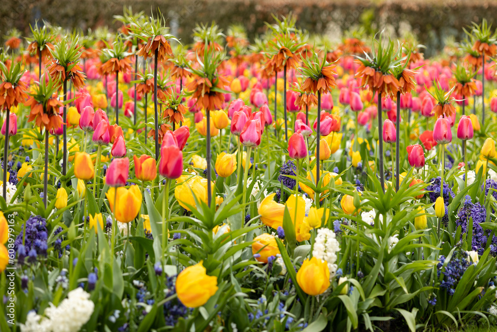 Multi-colored bright flower bed with orange hazel grouses, yellow red tulips, blue white hyacinths
