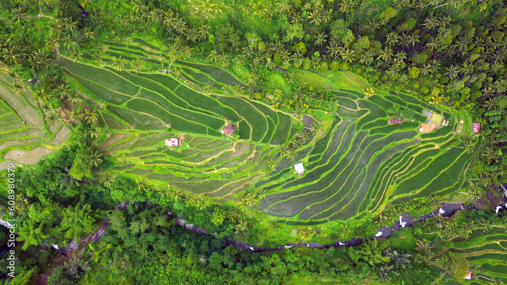 Aerial view of amazing rice fields in Munduk - Bali. Indonesia.	