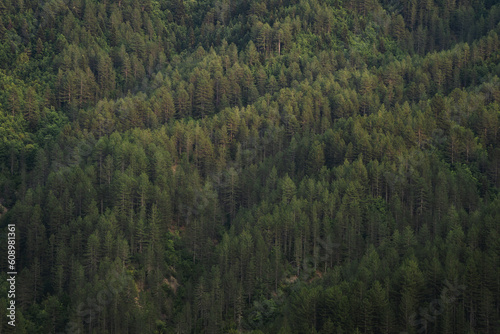 pine forest in the mountains