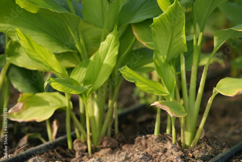 Asian agriculture business trades grow crops farm farmers.Galangal seedlings.