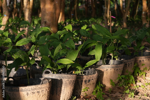 Asian agriculture business trades grow crops farm farmers.Galangal seedlings.