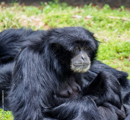 Siamang Ape