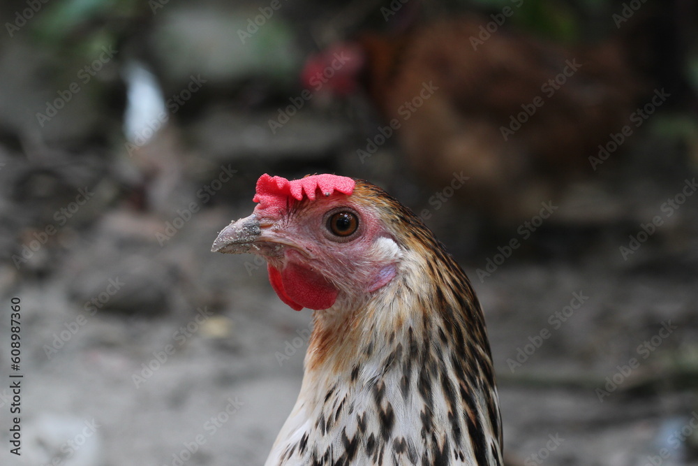 Closeup portrait of  a multicolor hen, hen closeup portrait view in a farmland