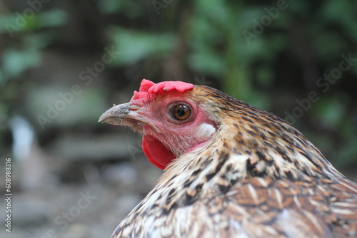 Closeup portrait of a multicolor hen, hen closeup portrait view in a farmland