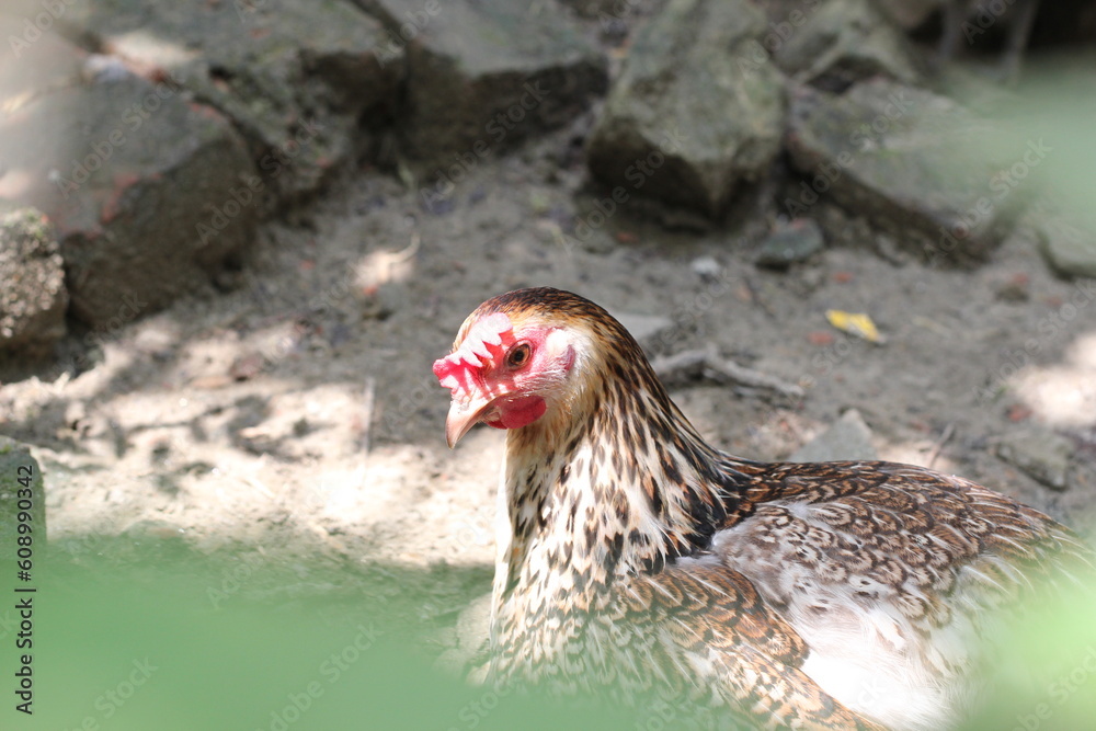 Naklejka premium Portrait of a hen in a farmyard, Closeup portrait of a rooster and hen, rooster and hen couple at farmyard