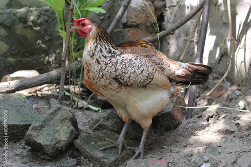 Hen seeking for food in a farm, Multicolor hen roaming around rural farmland, Chicken grazing in land