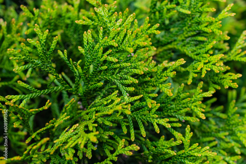 green twigs of thuja emerald with visible texture