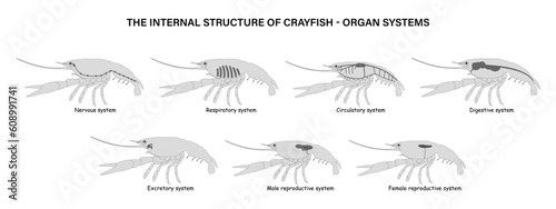 The internal structure of Crayfish. Organ systems. photo