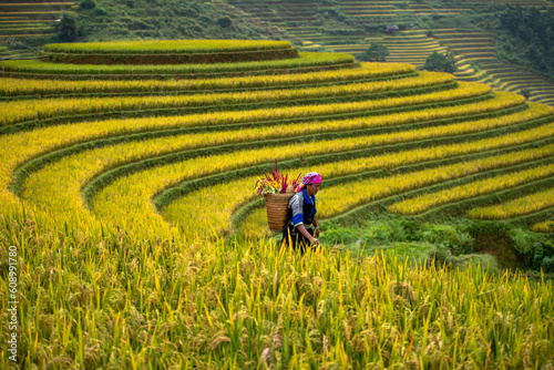 A Hmong Woman On 
Rice fields terraced of Mu Cang Chai, YenBai, Vietnam.  photo