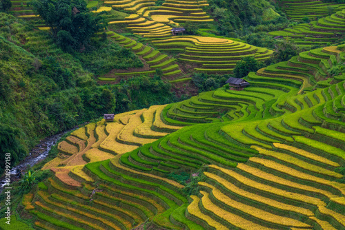 Obraz na plátně Rice fields on terraced of mu cang chai,  rice fields prepare the harvest at northwest vietnam ,yenbai vietnam