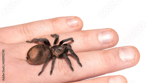 Tarantula spider on a man's hand close up isolated on white background. The concept of fear and Halloween holiday. horror