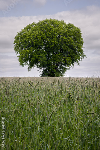 The not yet ripe rye on a piece of farmland near the so-called 'teutoburgerwalt' A beautiful nature reserve near the town of Tecklenburg photo