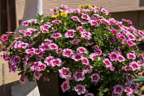 a side view of yellow and purple Million Bells blossoms in a planter