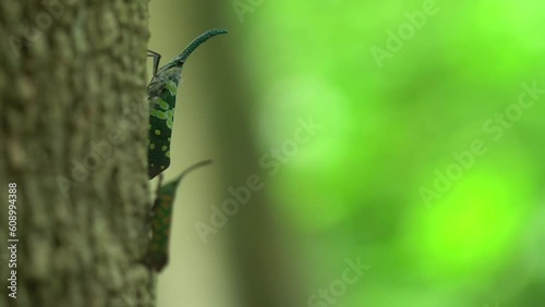 Beautiful Pyrops candelaria or lantern Fly and sometime we call trunk cicada or trunk butterfly on the tree in forest. Planthopper family. World environment day concept. photo
