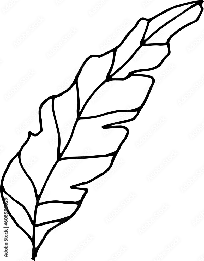 Single hand drawn herbal elements. Doodle vector illustration for, logo and greeting card. Single hand drawn herbal elements. Doodle vector illustration for, logo and greeting card.