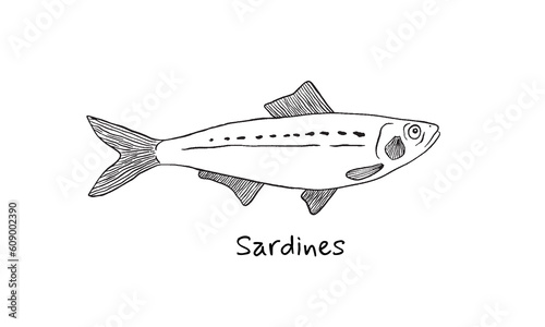 Hand drawn sardines fish in sketch style. Simple vector isolated illustration on white background