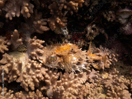 Birdbeak burrfish camouflaging next to a coral reef. Muscat, Oman.