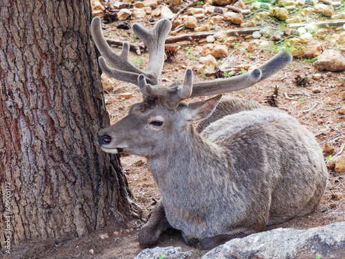 A Deer