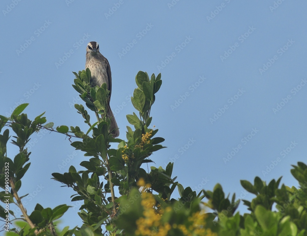Yellow-vented bulbul perched on a tree Yellow-vented bulbul perched on a tree