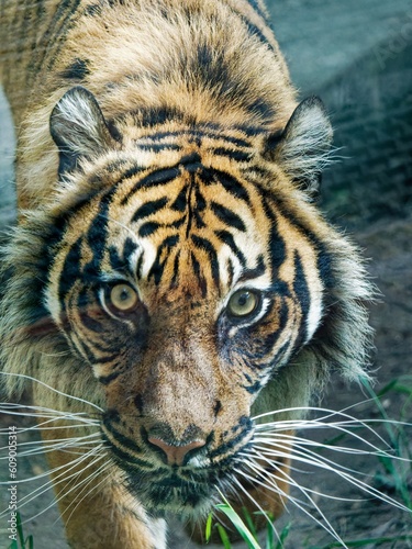 An Attacking Tiger