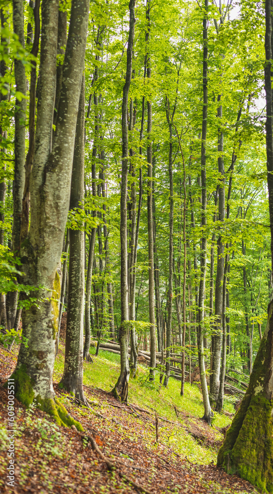 Obraz premium Beech forest on mountain in spring.