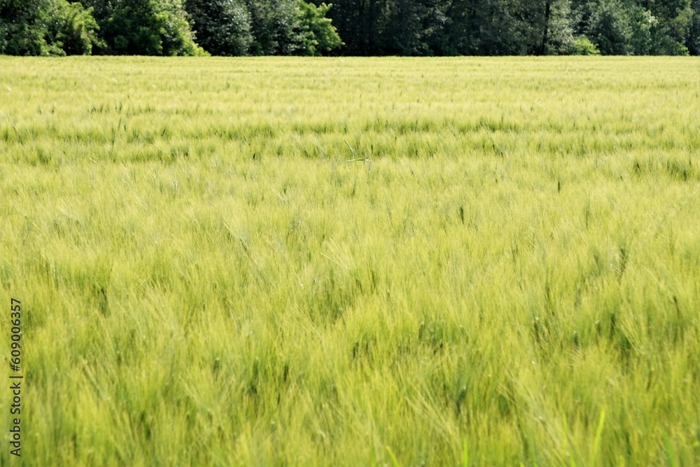 Fototapeta premium Pole pszenicy