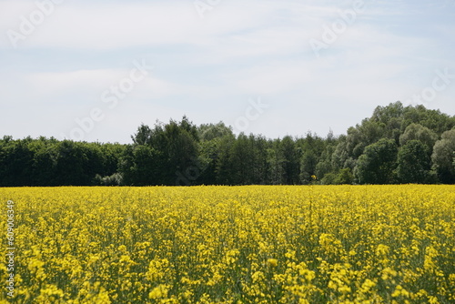 Rzepak kwitnie w pobliżu lasu