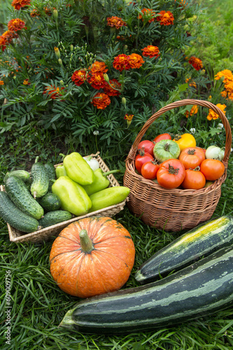 Harvest of Pumpkin  zucchini  tomato  pepper and cucumber on grass. Different fresh organic vegetables in garden 