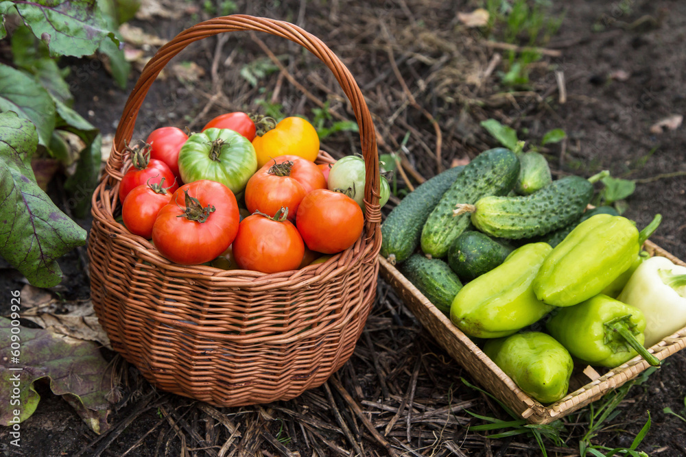 Organic vegetable in basket close up. Freshly harvested tomato, pepper and cucumber in garden Organic vegetable in basket close up. Freshly harvested tomato, pepper and cucumber in garden