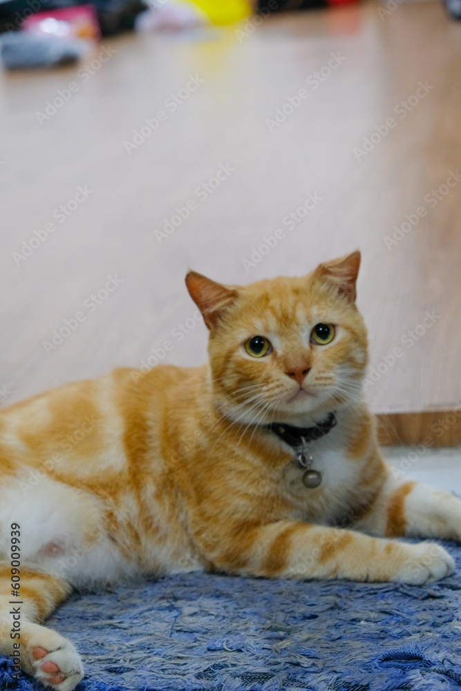 a photo of a ginger cat sitting and relaxing on the mat in front of the door a photo of a ginger cat sitting and relaxing on the mat in front of the door