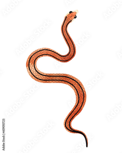 Watercolor orange Striped Snake illustration. Isolated on white background. Watercolour reptile